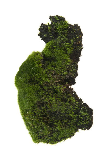 苔藓孤立在白色背景上