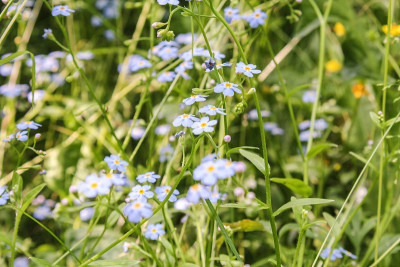 蓝色forget-me-tree