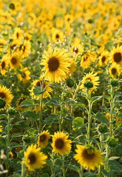 Sonnenblumenfeld