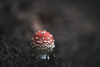 在森林中飞木耳蘑菇