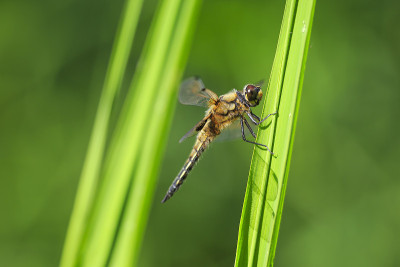 一个四斑点追逐蜻蜓昆虫，Libellula quadrimaculata的特写