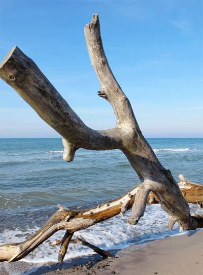 波罗的海海滩上的浮木