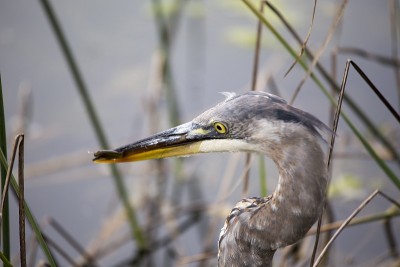大蓝鹭(Ardea herodias)