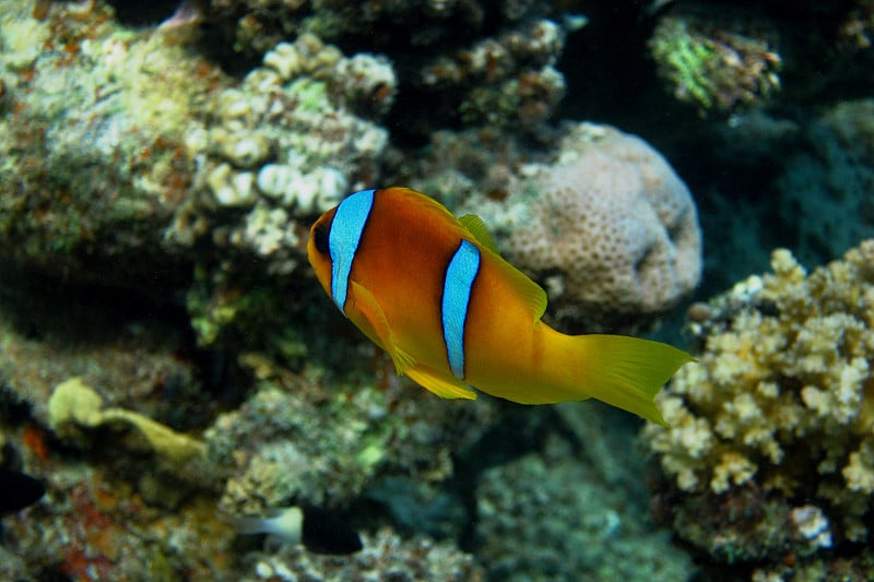 埃及的红海海葵鱼