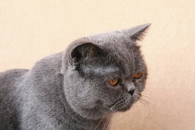 特写的异国情调短毛猫