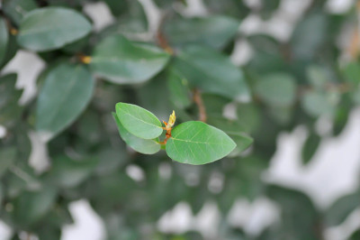 无花果或攀缘无花果