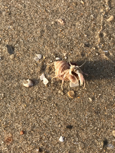 海滩上的寄居蟹。