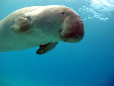 Dugongo。海牛。