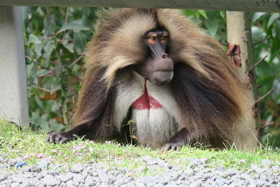 Gelada(狒狒)或流血的心猴是一种旧世界的猴子，发现于埃塞俄比亚高地，在半明山有大量的种群
