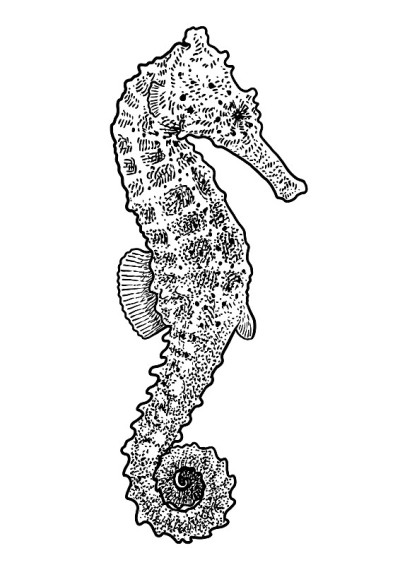 海马插图，绘画，雕刻，水墨，线条艺术，矢量