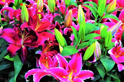 紫黄花菜(萱草)。