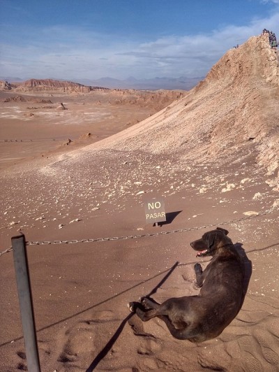 Valle de la Luna 的狗 - 月亮谷 - San Pedro de Atacama，智