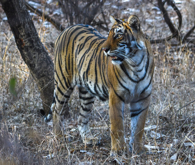 印度拉贾斯坦邦ranthambore国家公园的野生老虎