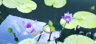清澈池塘里的紫色莲花。