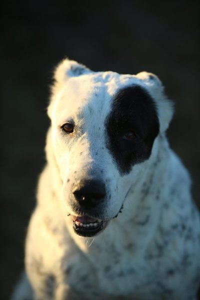 户外中亚牧羊犬肖像