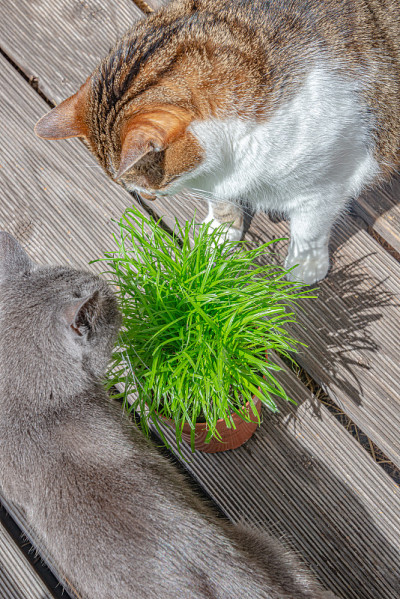 两个家快乐的公猫和母猫在一个锅里吃绿猫草的肖像