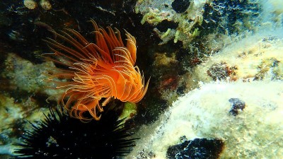 爱琴海海底多毛类(管状原尾藻)