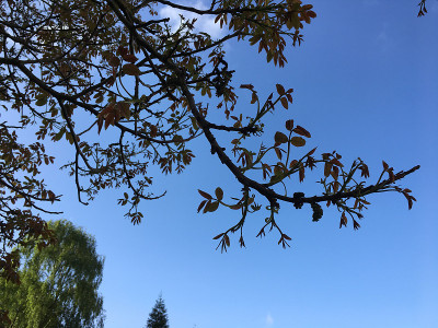普通核桃树在2018年5月下旬开花
