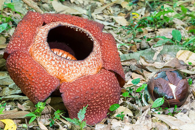 Rafflesia