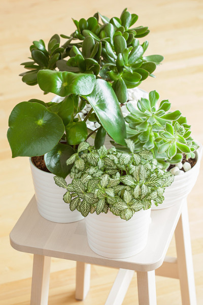 室内植物fittonia albivenis, peperomia, crassula ovata,