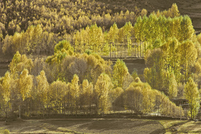 golden forest