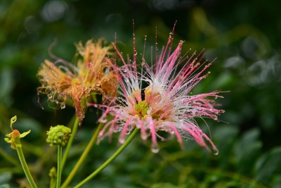 猴荚(合欢花)花，夏威夷