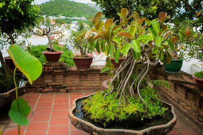 越南芽庄Po Nagar，绿色橡胶植物琵琶盆景