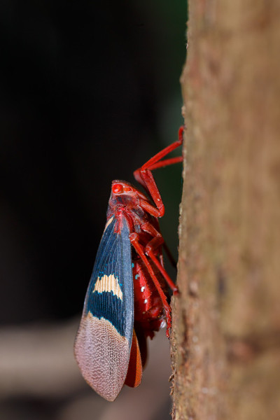 灯笼虫(Scamandra tethis)，印度尼西亚苏拉威西省的Tangkoko batment 