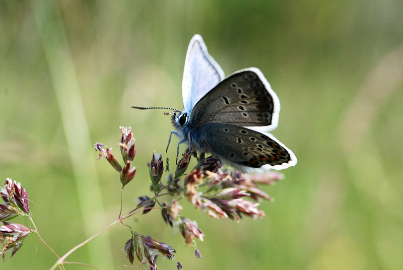 Plebejus argus，银钉蓝