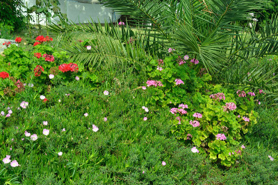布什用鲜花。