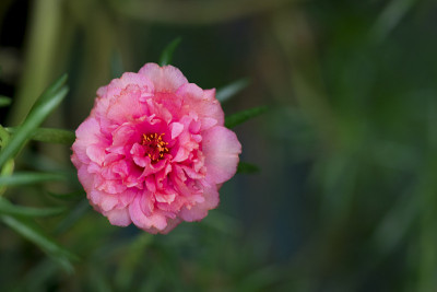 花园里美丽的粉红色花朵的形象。，普通马齿苋，Verdolaga, Pigweed，小猪草或Pusle
