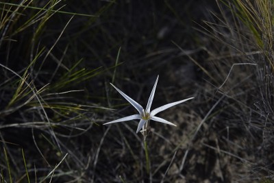 白色花
