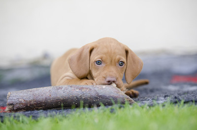 维希拉猎犬猎犬