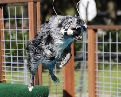 澳大利亚牧羊犬抓玩具