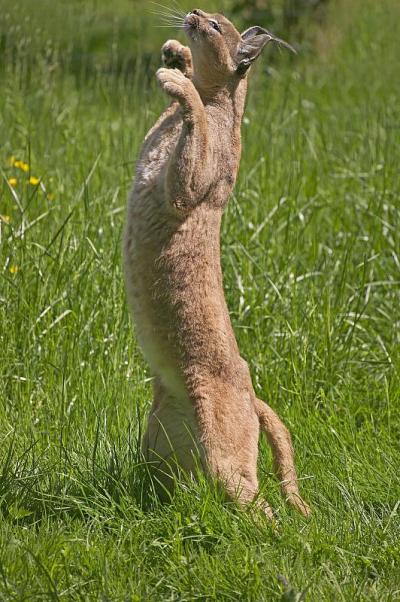 野猫，野猫，成年捕猎鸟，用后腿站立