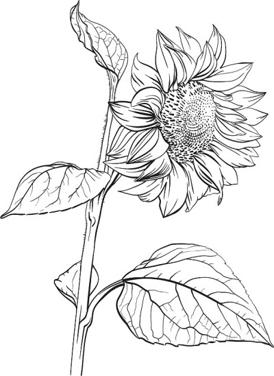 向日葵。手绘单色插图
