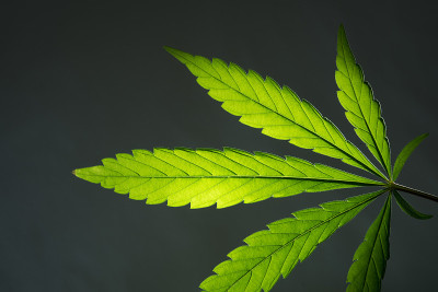 甘菊叶子的一部分
