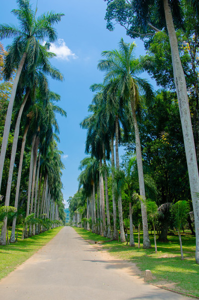 皇家植物园Peradeniya，斯里兰卡