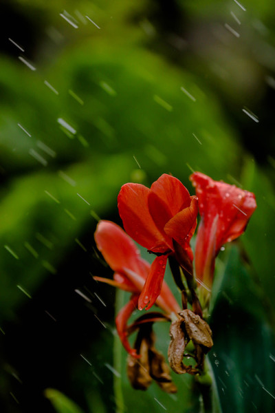 下雨天的花