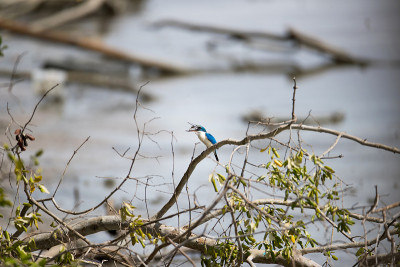 翠鸟:有领翠鸟(Todiramphus chloris)