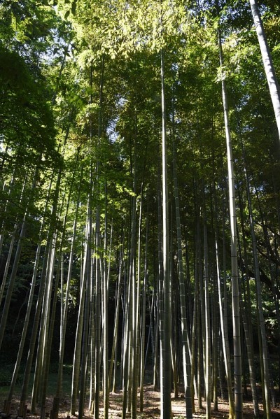 竹林的场景。
