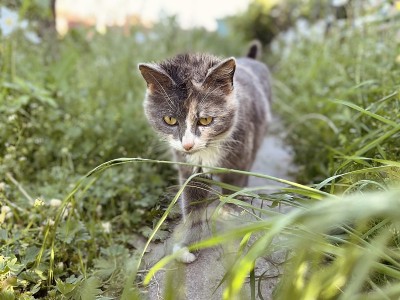 灰猫在草地上