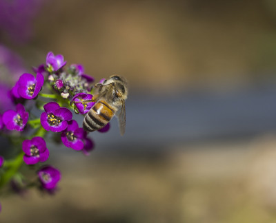 蜜蜂在爱丽丝花上，