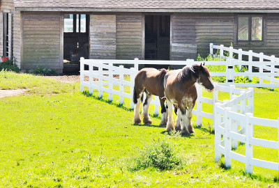 Clydesdales