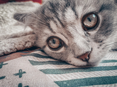 可爱的苏格兰猫，三个月大的小猫