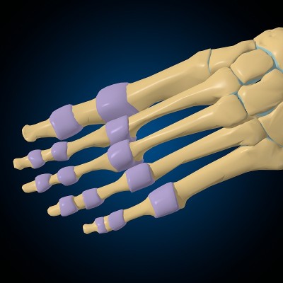 关节囊解剖的医学概念3D