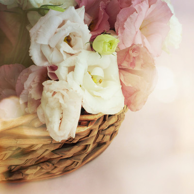 一束口冬花