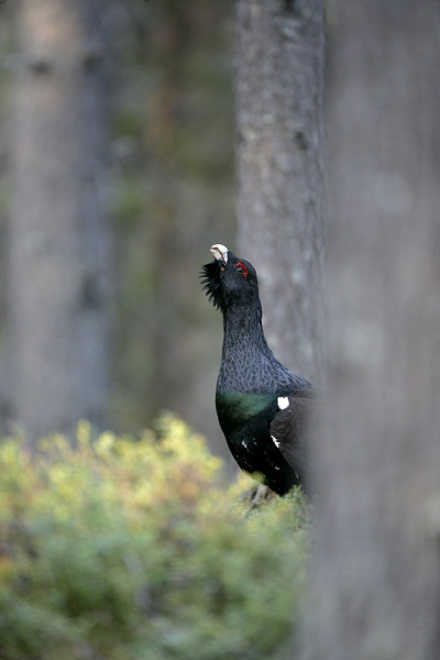 北欧雷鸟,Tetrao urogallus