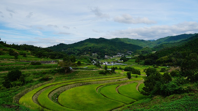 日本奈良市明日香稻田的一丛孤挺花节