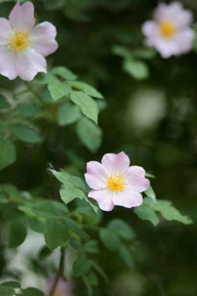 花园里有白色和粉红色的花